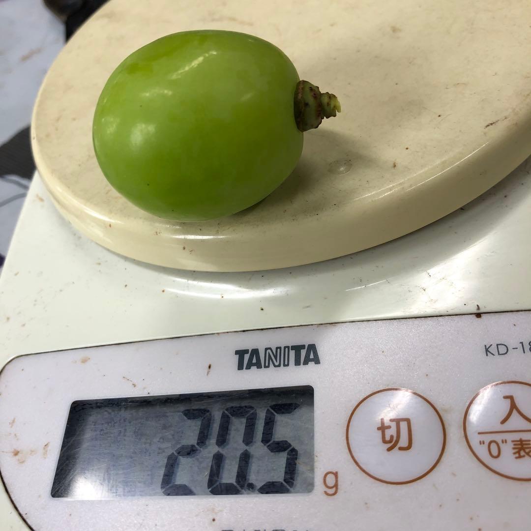 #3 富士の輝き　サンシャインレッド　マイハート　シャインマスカット 他3kg