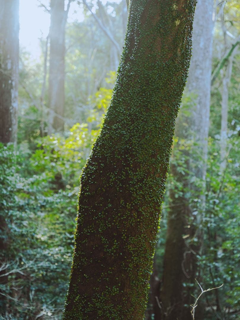 SIGMA24-70mm F2.8 DG DN Art レンズ＋ケース付き