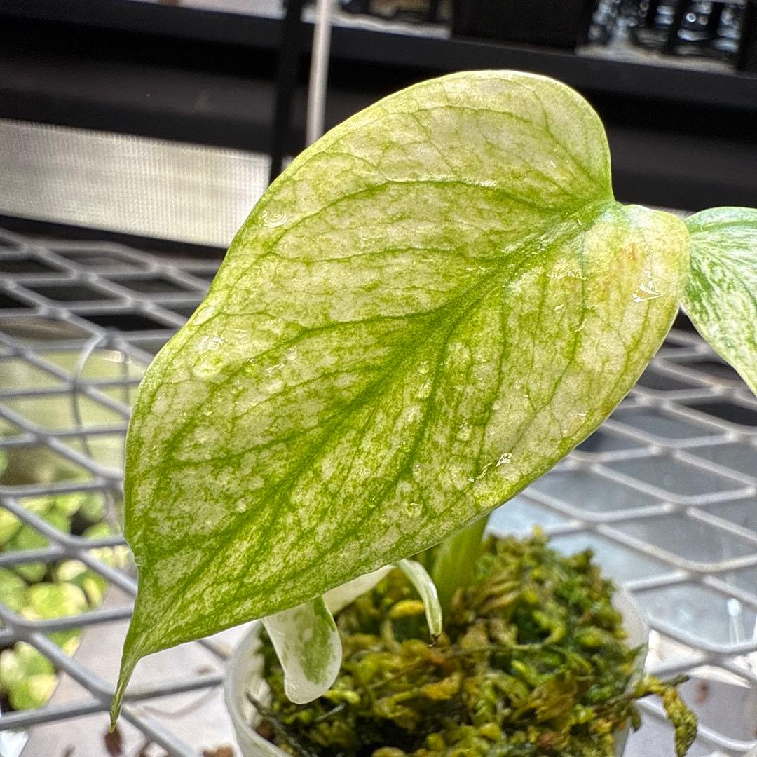 Y*a様 選抜株 モンステラ デリシオーサ ミント A