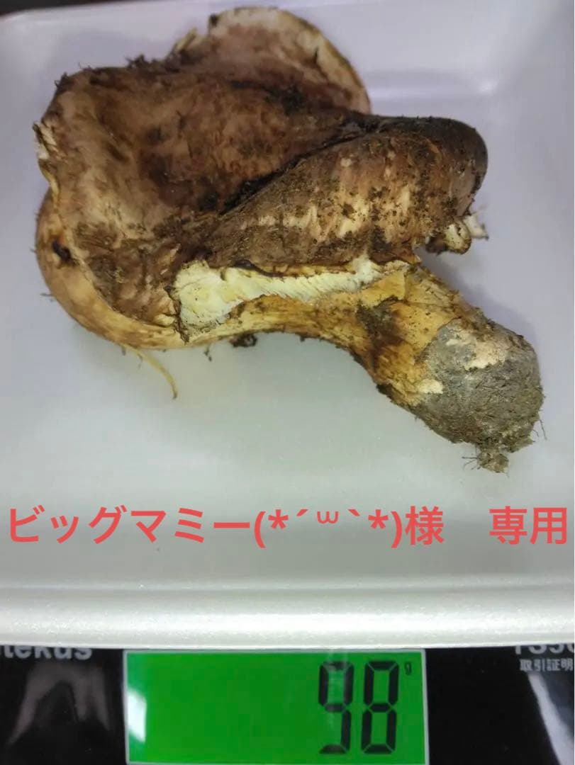 ビッグマミー(*´꒳`*) 　10月16日夕採れ 岩手県産　松茸