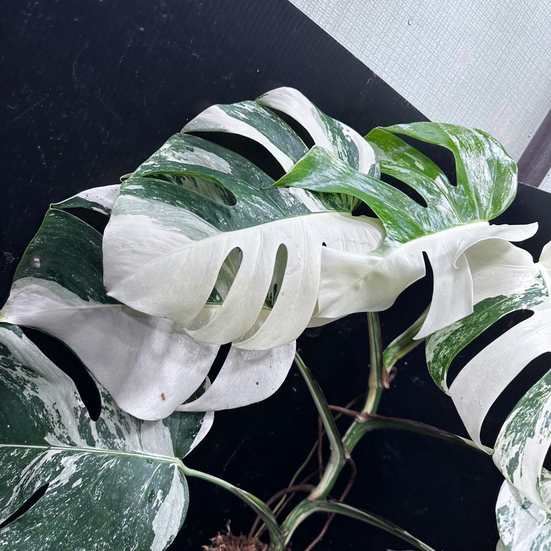 c*f様 斑入りモンステラ ホワイトタイガー極美大株73cm白斑多