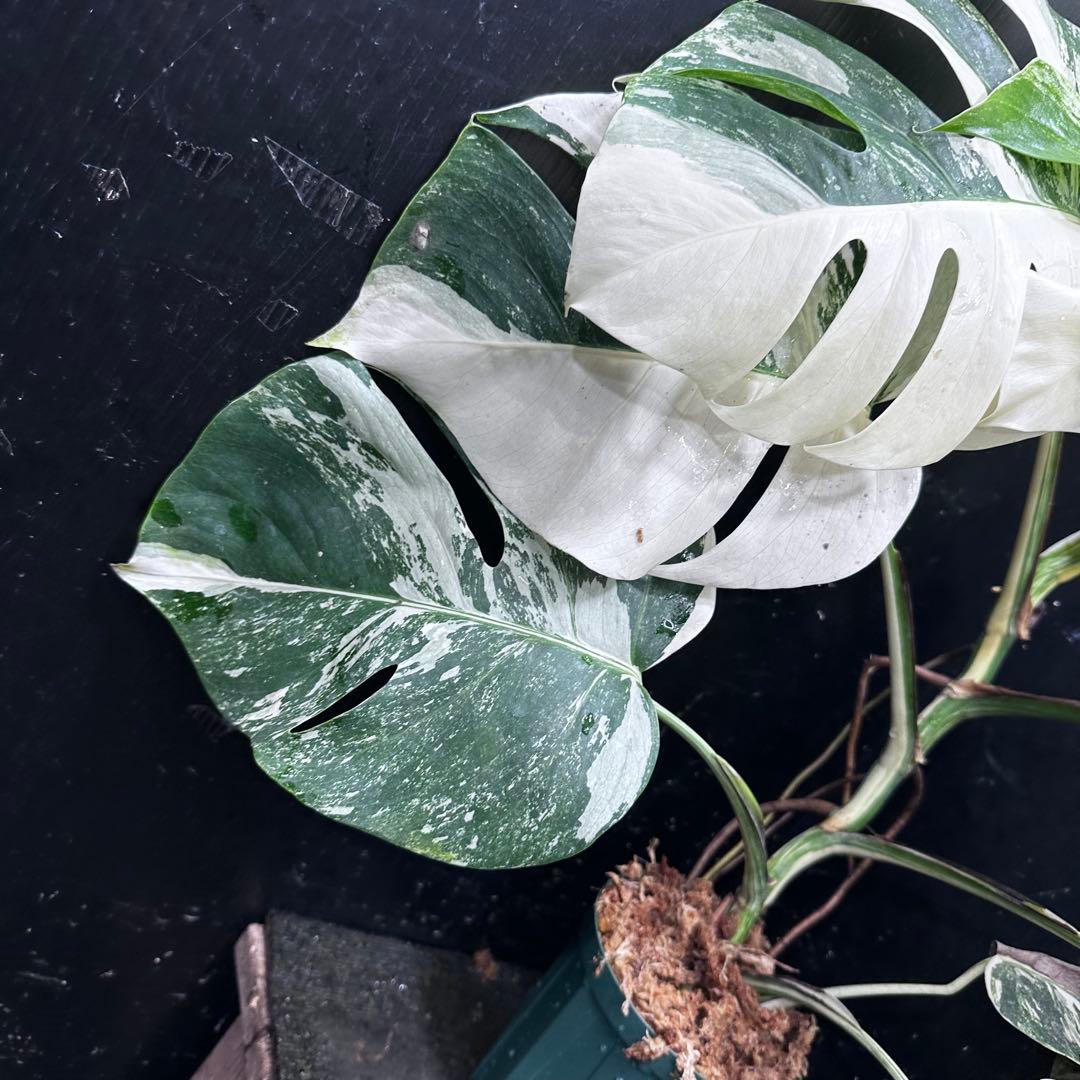 c*f様 斑入りモンステラ ホワイトタイガー極美大株73cm白斑多