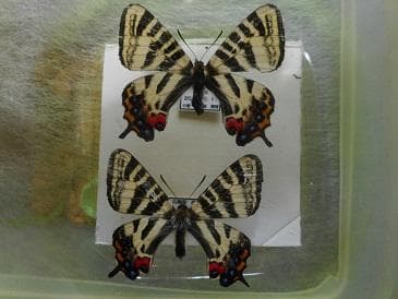 まる　　キンギフペアー