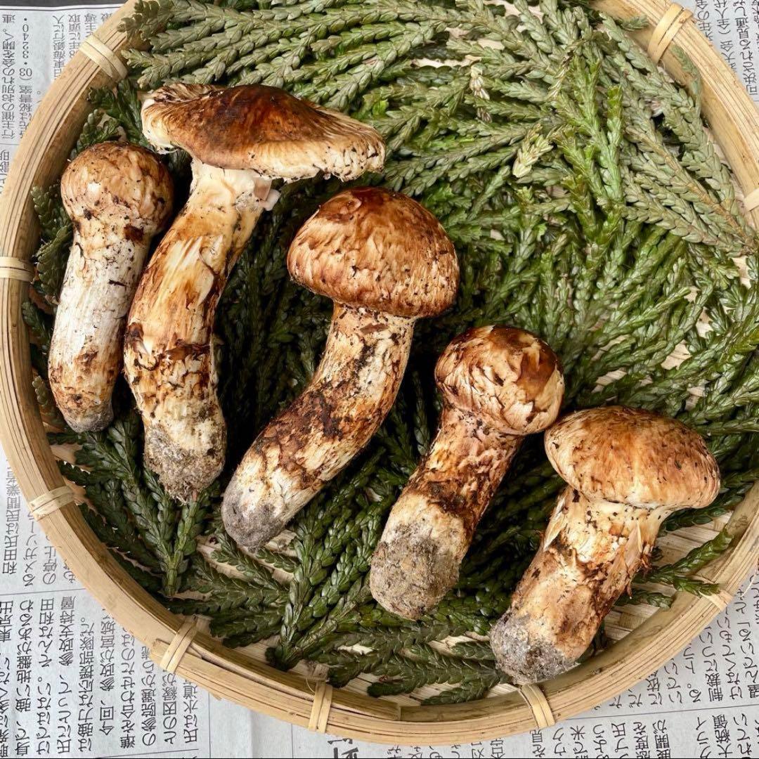 天然きのこ 松茸 国産 良品‼️ マツタケ まつたけ 大自然の凛さん採取その201