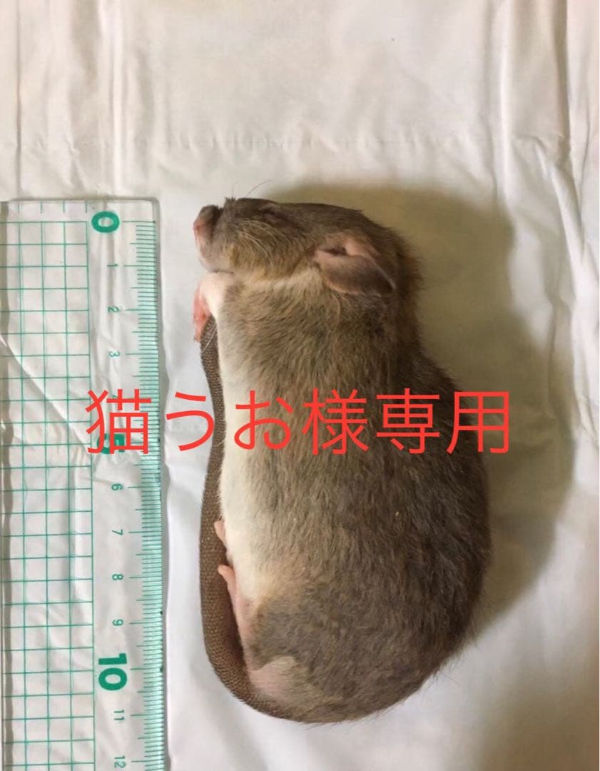 冷凍PL50 H20 ADL80 S60 ML20 2L7 3L13