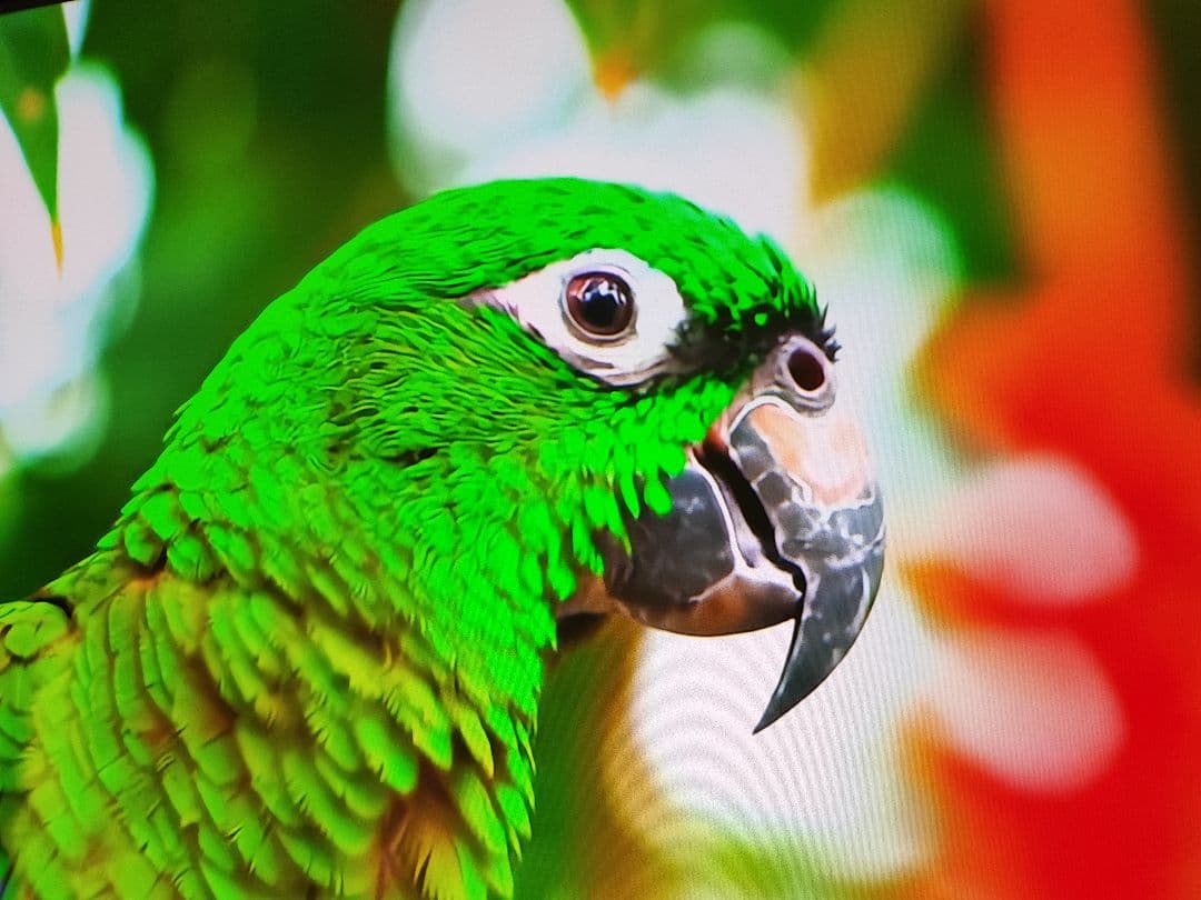 BenQ GK100　4Kプロジェクター　美品