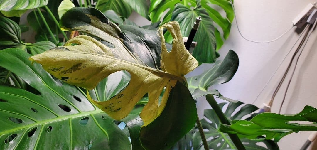 寒波sale超レアMonstera deliciosa Oceana