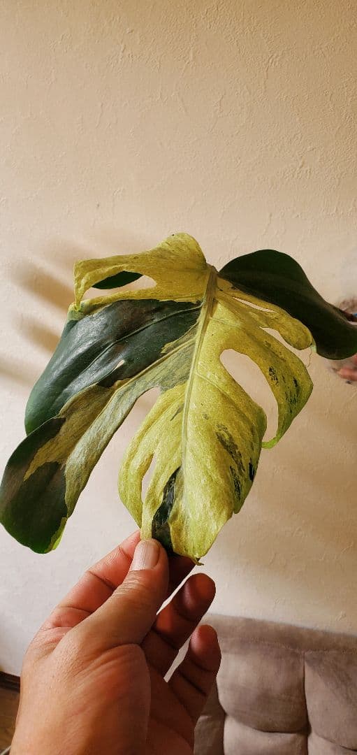 寒波sale超レアMonstera deliciosa Oceana