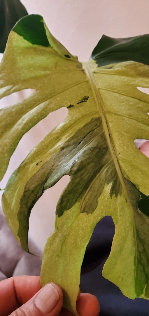 寒波sale超レアMonstera deliciosa Oceana