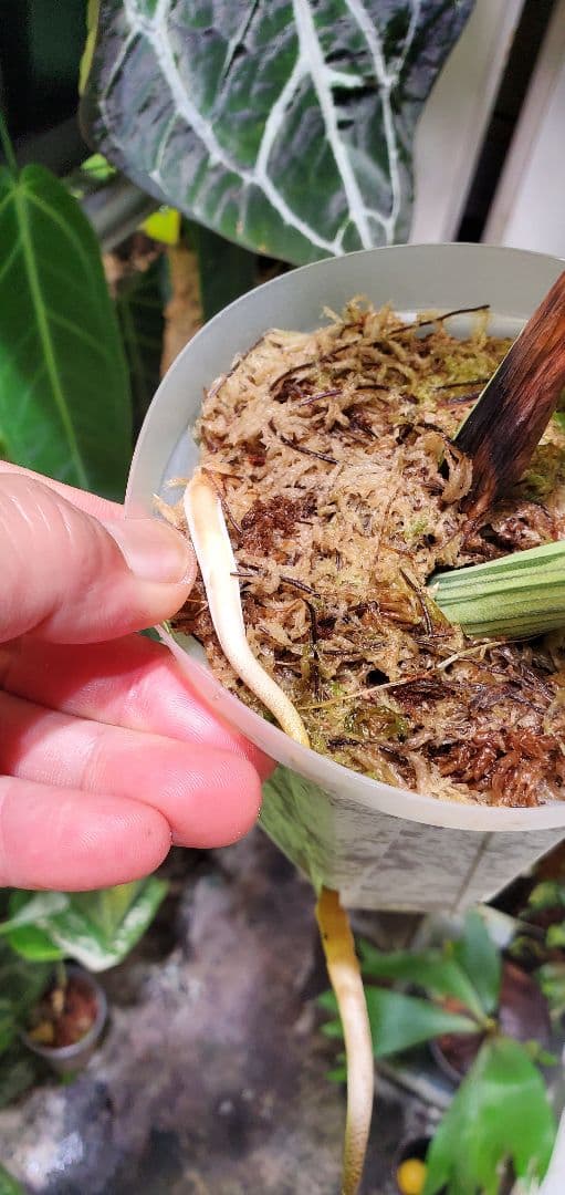 寒波sale超レアMonstera deliciosa Oceana