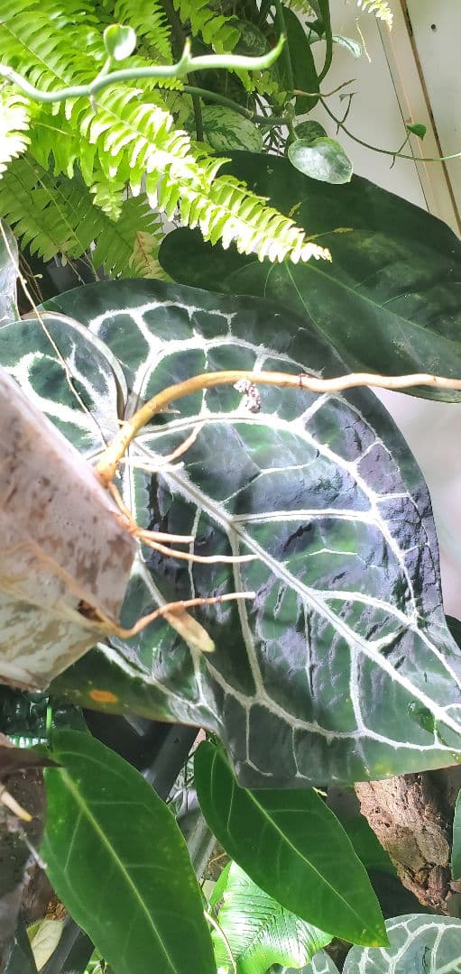 寒波sale超レアMonstera deliciosa Oceana