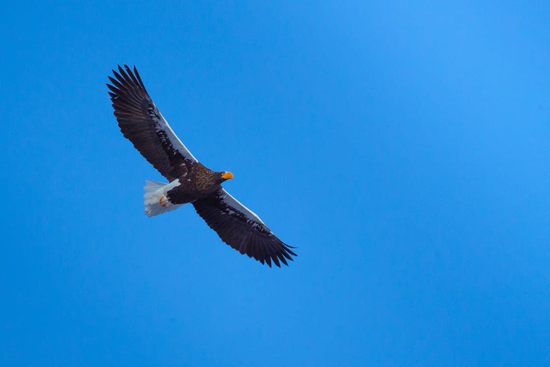 外観極上 150-600mm F5-6.3 Contemporary キヤノン用