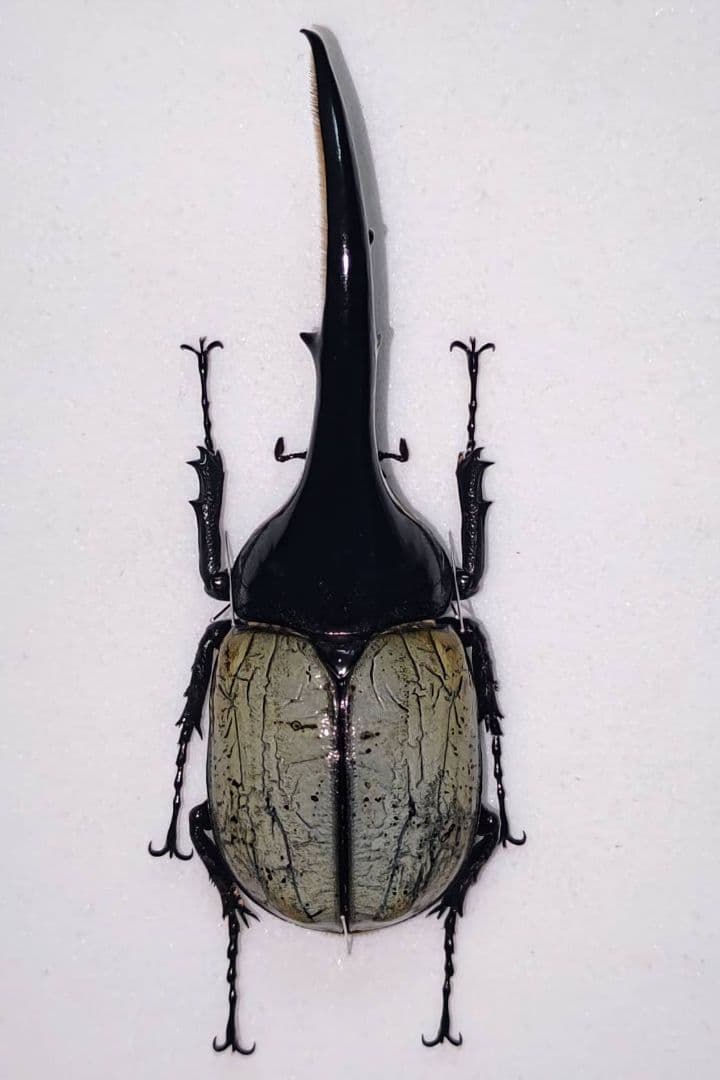 ヘラクレスオオカブト ブルータイプ 標本