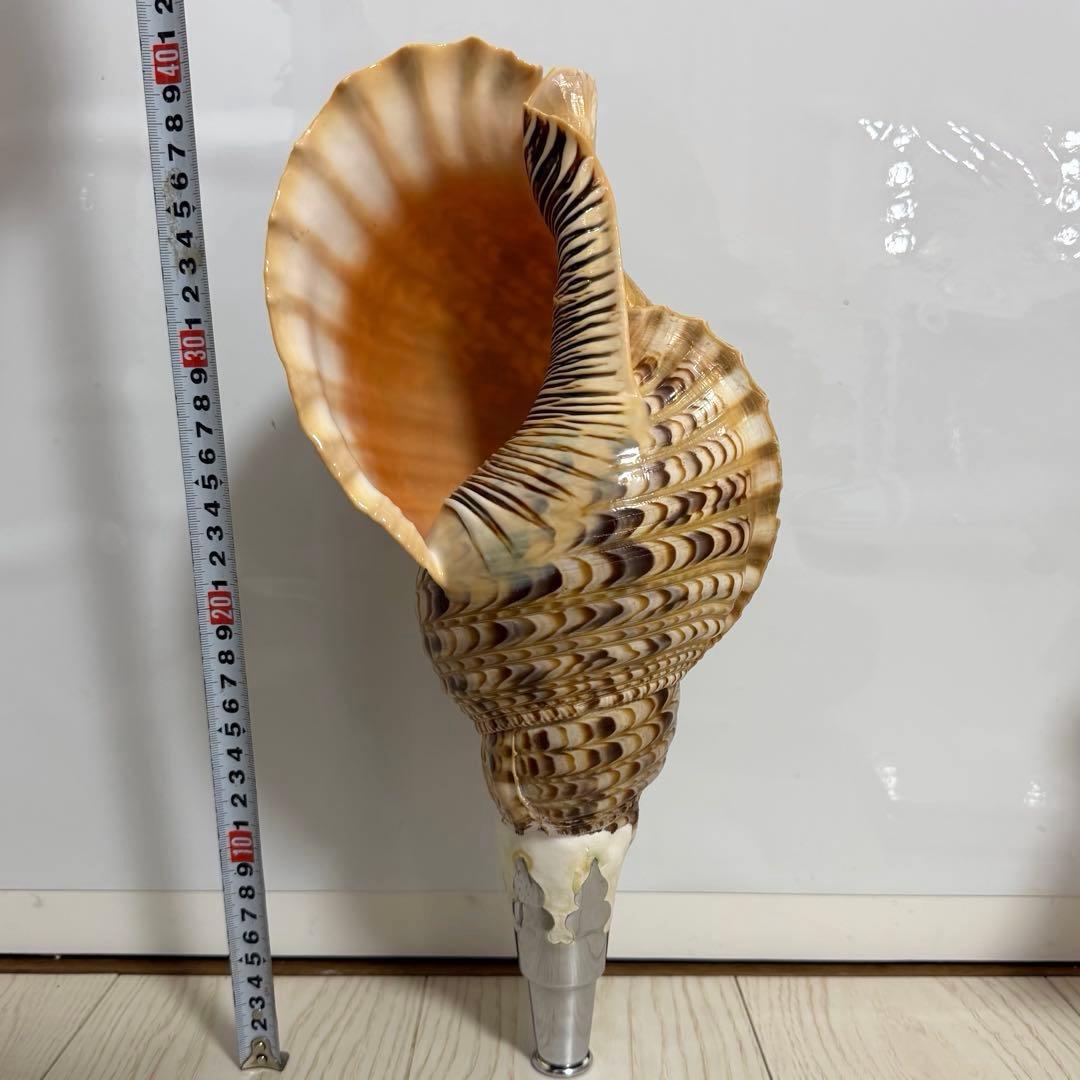 特大 法螺貝 41cm