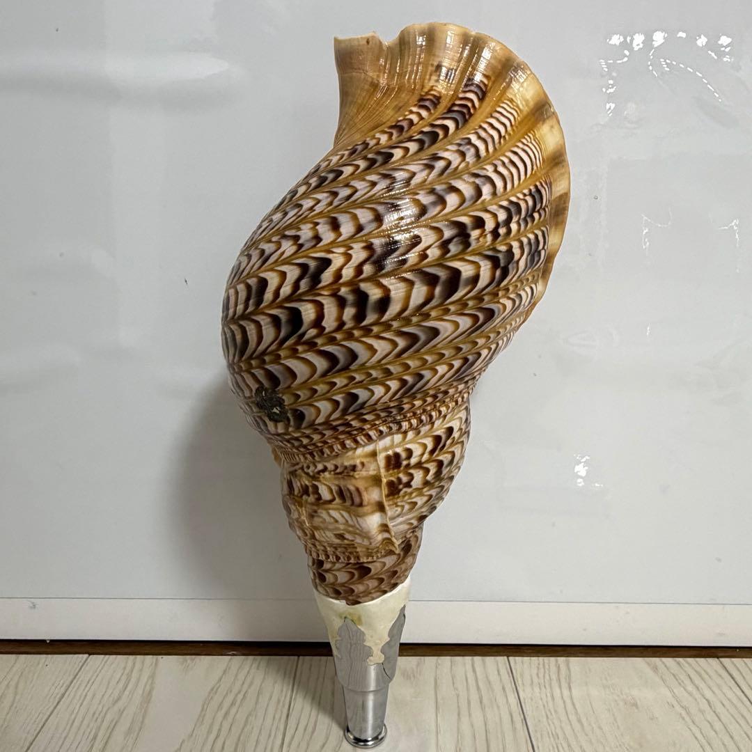 特大 法螺貝 41cm