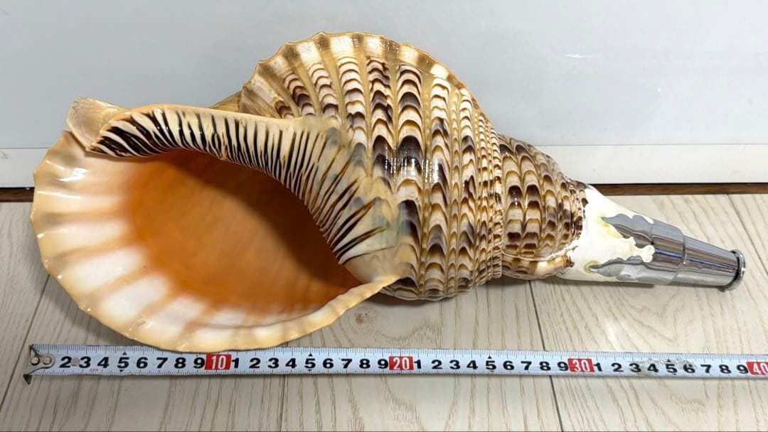 特大 法螺貝 41cm