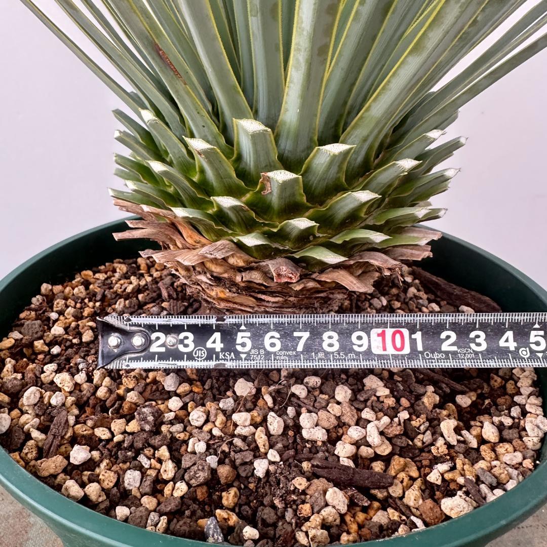 ユッカ　ロストラータ【24-640】美形　シルバーブルー