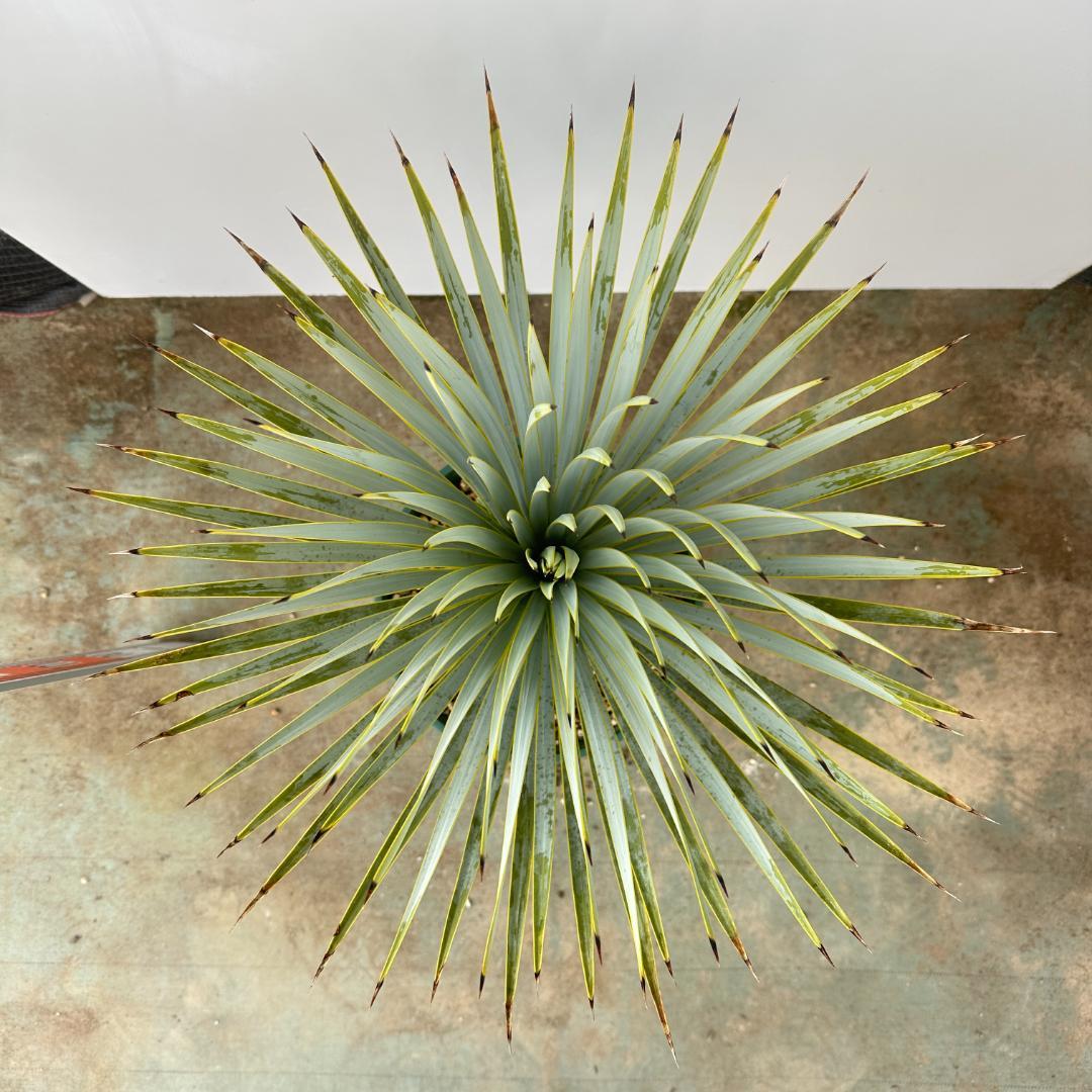 ユッカ　ロストラータ【24-640】美形　シルバーブルー