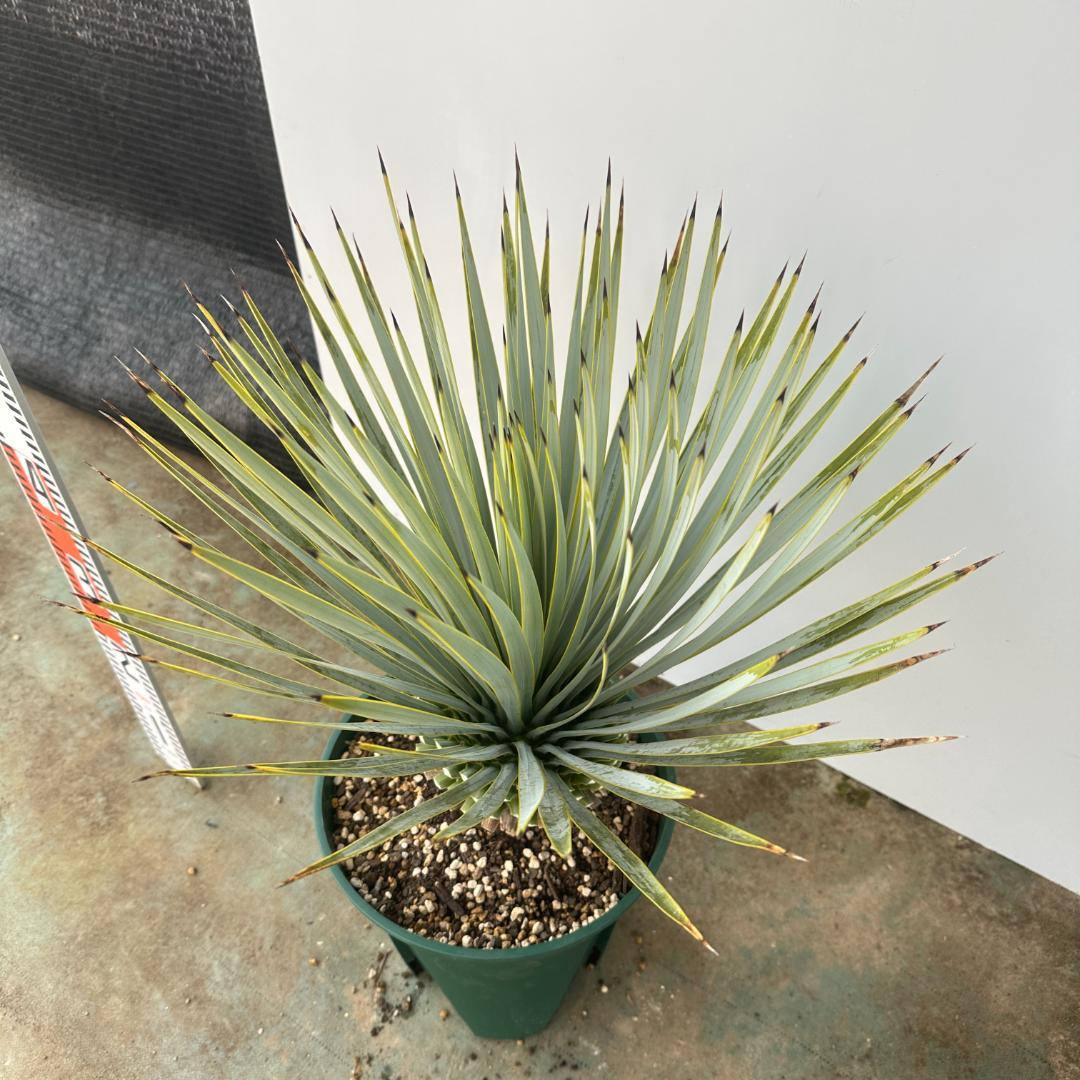 ユッカ　ロストラータ【24-640】美形　シルバーブルー