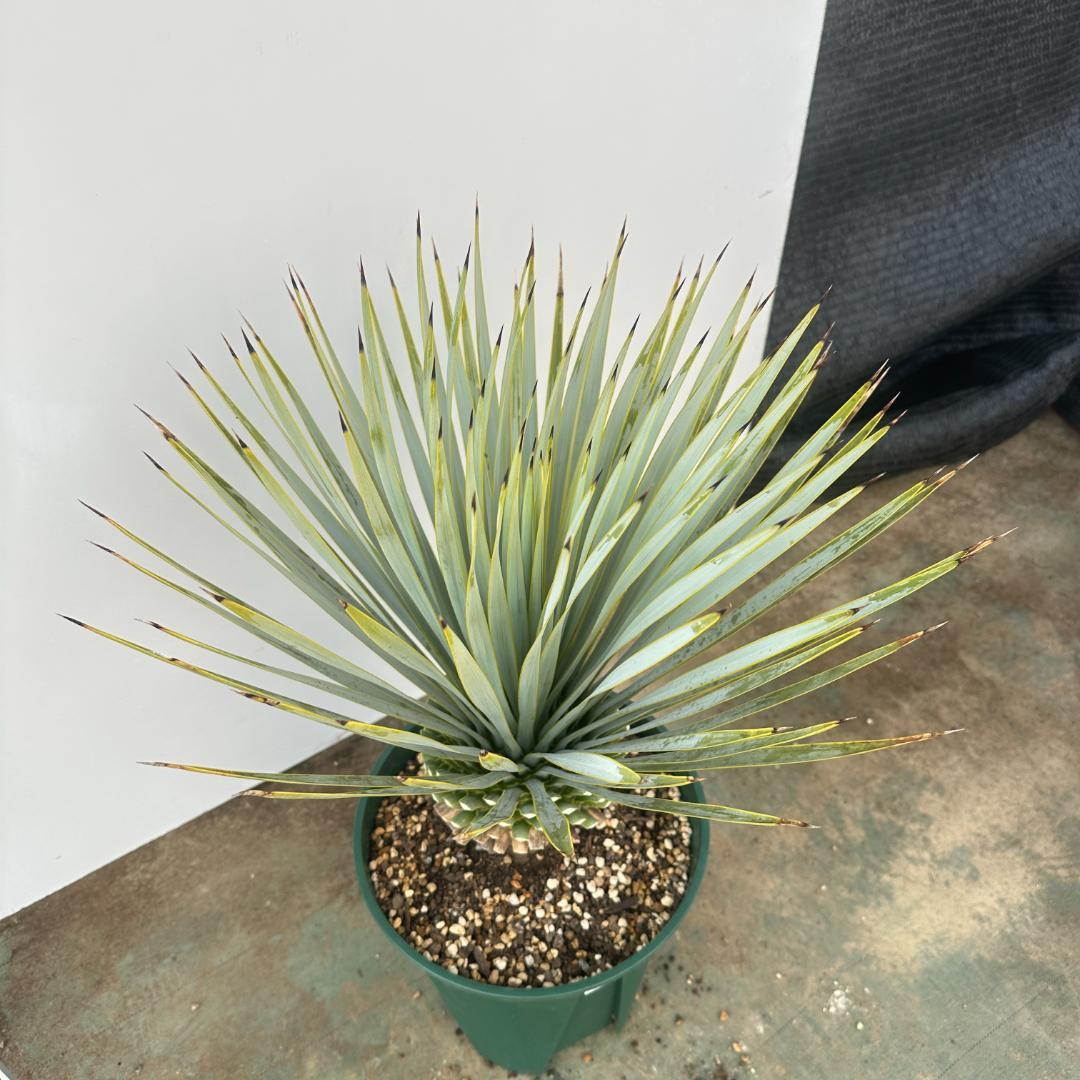 ユッカ　ロストラータ【24-640】美形　シルバーブルー