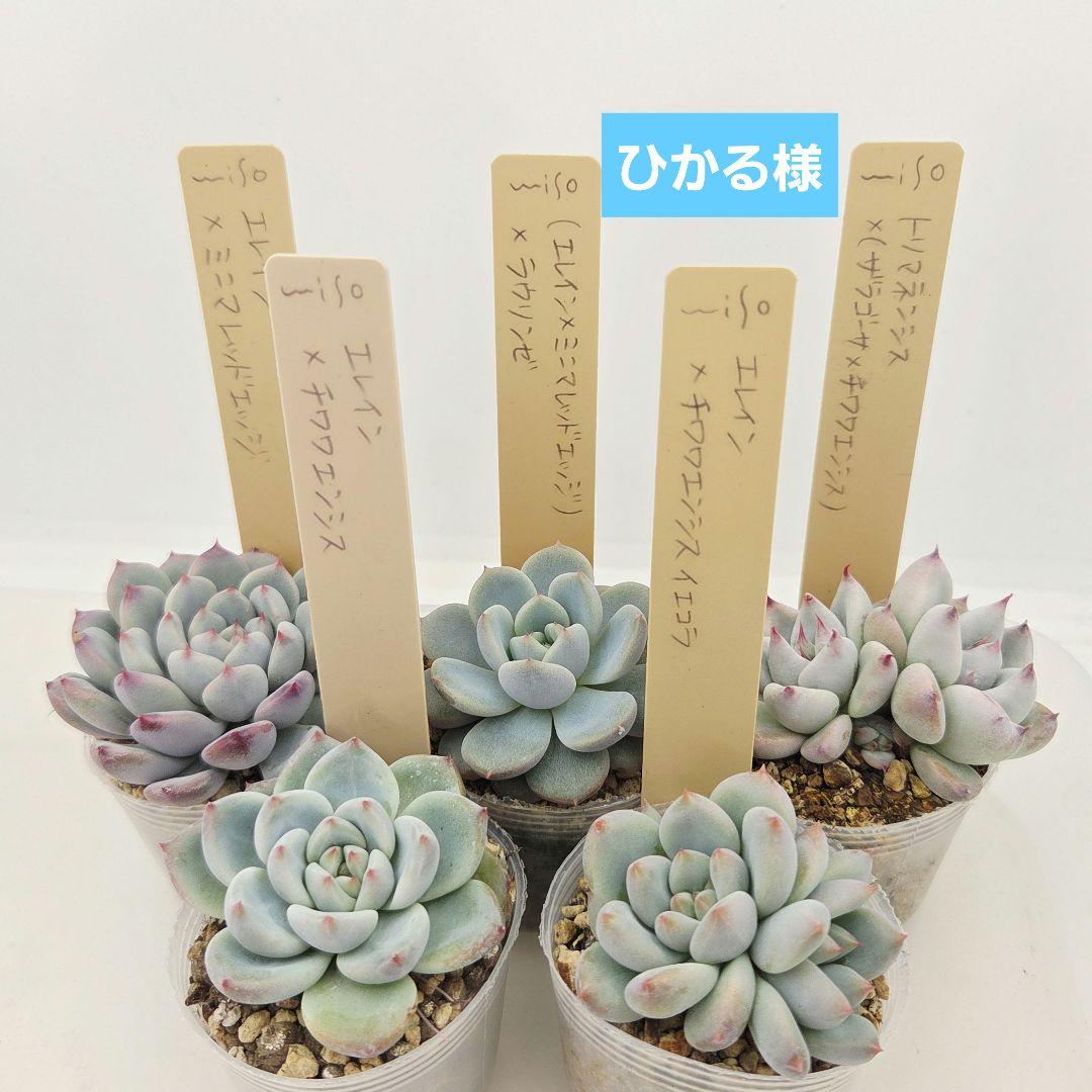 ひかる様 5苗 メルカリ便送料込