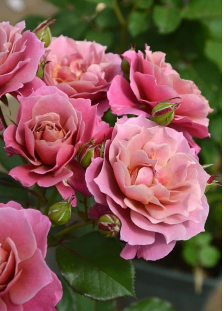 完売品葵の〇　バラ苗　大苗