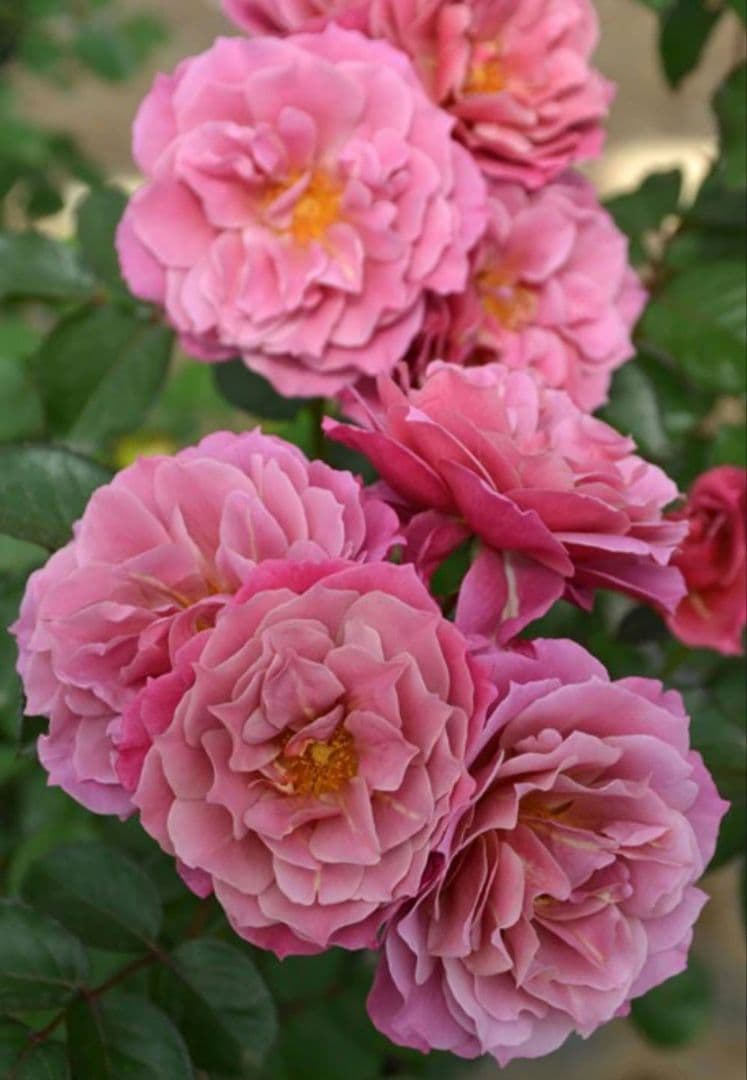 完売品葵の〇　バラ苗　大苗