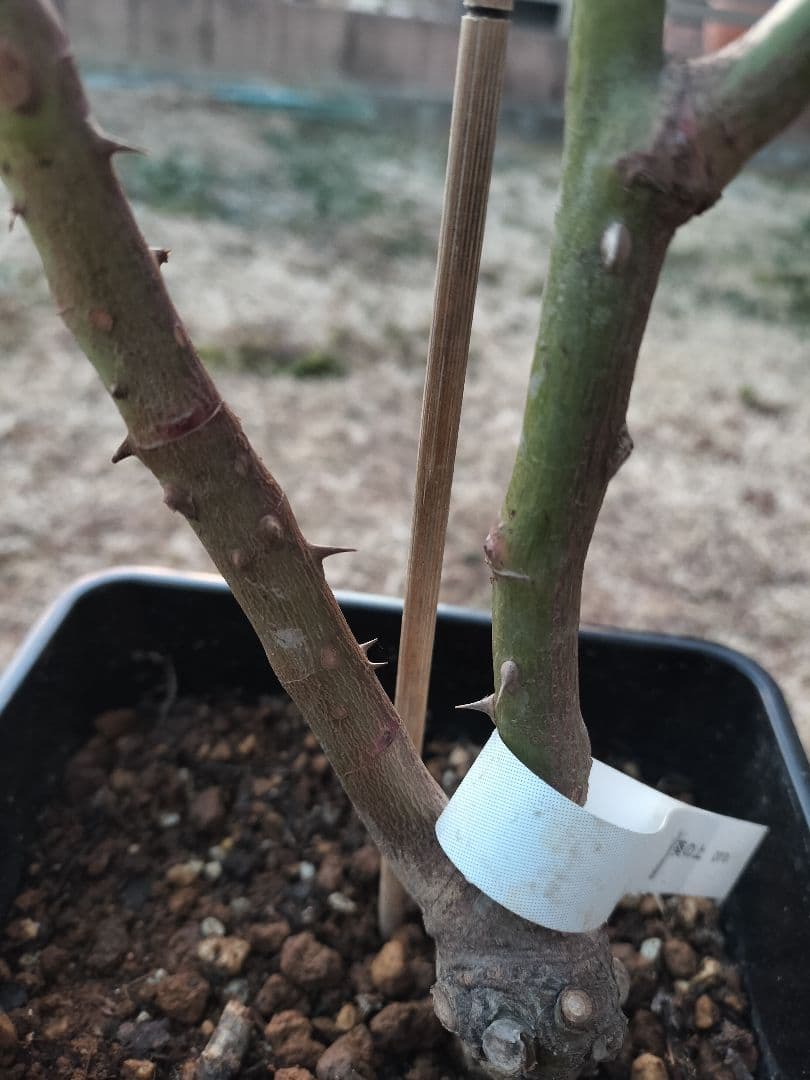 完売品葵の〇　バラ苗　大苗