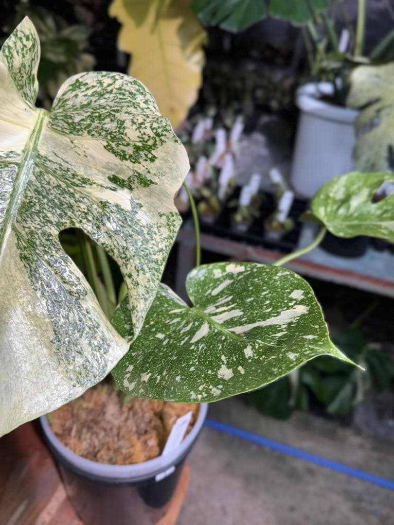 ル*ル様 1モンステラ　タイコンステレーション　スターライト