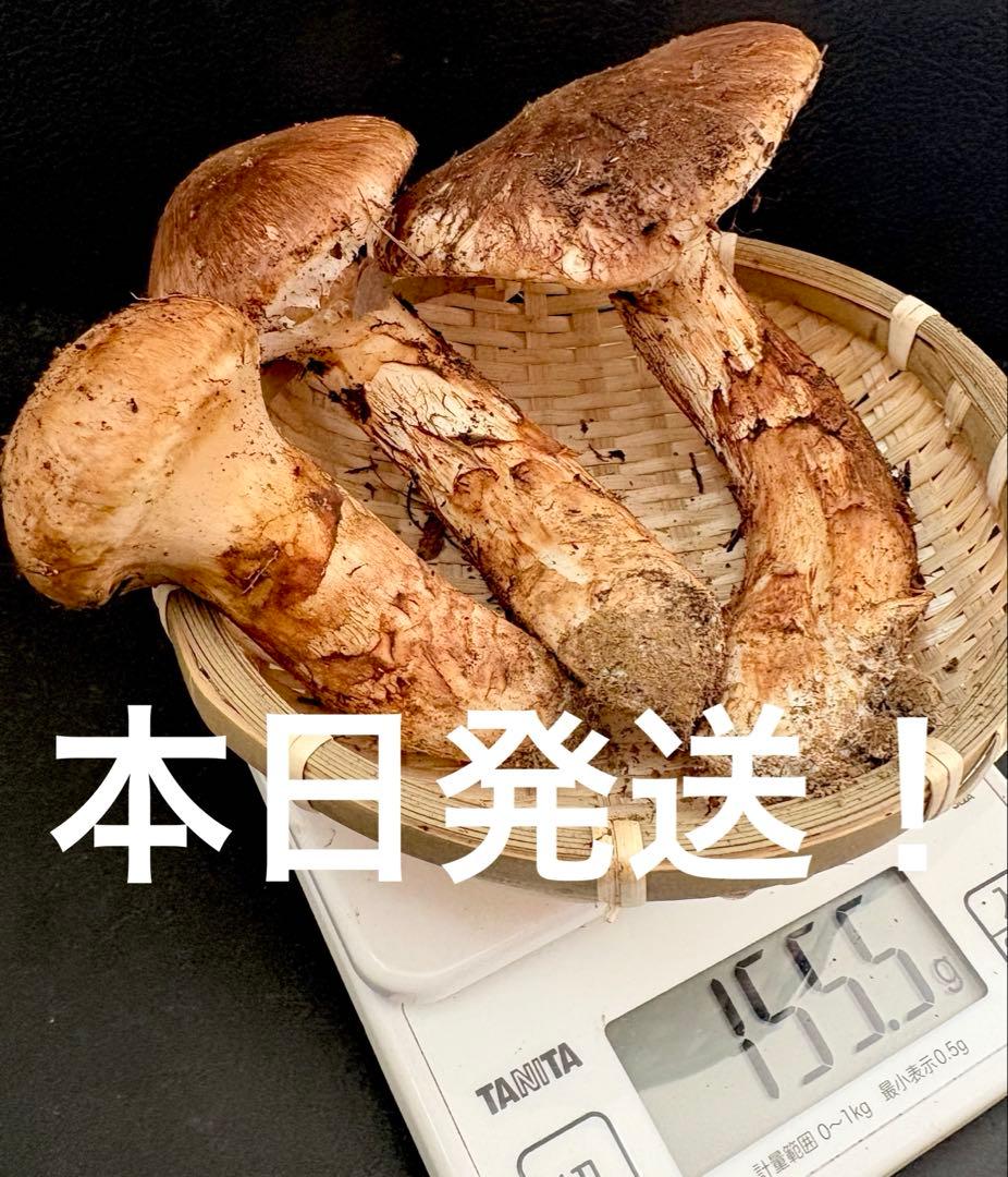 【今期最終‼︎ 希少品‼︎ 厳選セット 150g】本日採れ‼︎ 松茸◆クール便発送◆