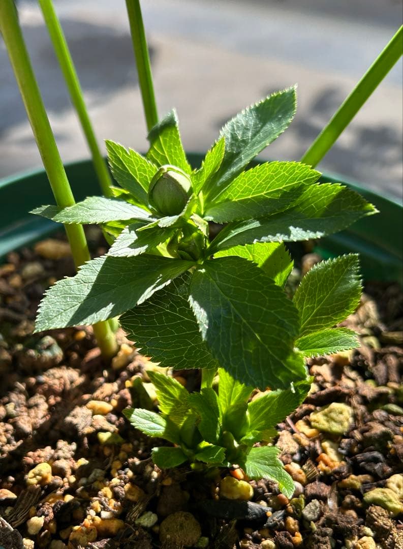 クリスマスローズ　大木ナーサリー　デュメ系　グリーン　白爪　dd 6号苗　蕾5