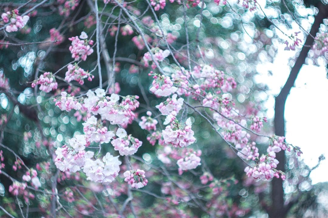 ヘリオス44 58mm F2 M42 オールドレンズ ぐるぐるボケ