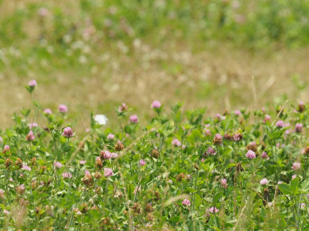 Olympus Zuiko Digital 50-200/2.8-3.5フード付
