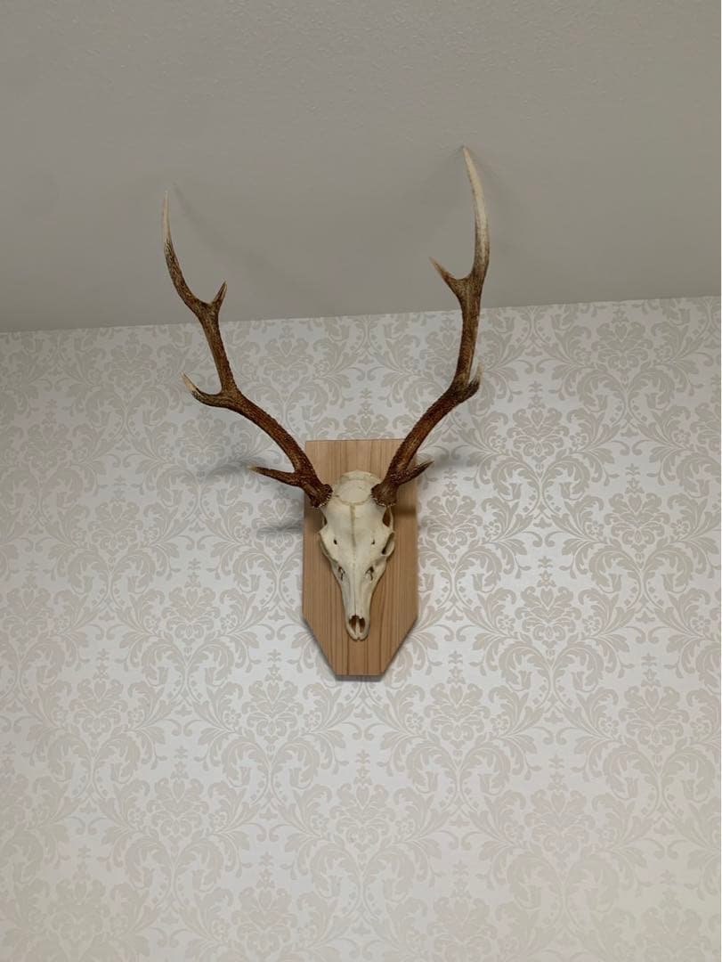 タイムセール！ハンティング・トロフィー　壁掛け　丹波篠山産