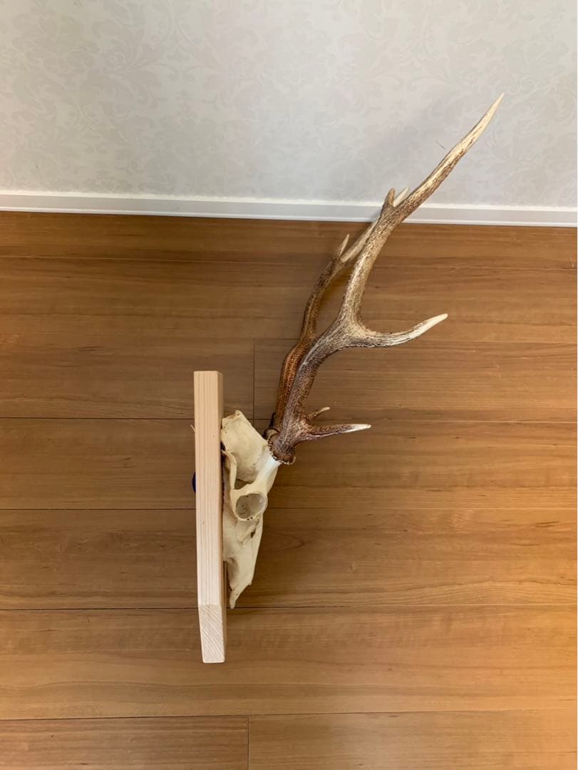 タイムセール！ハンティング・トロフィー　壁掛け　丹波篠山産