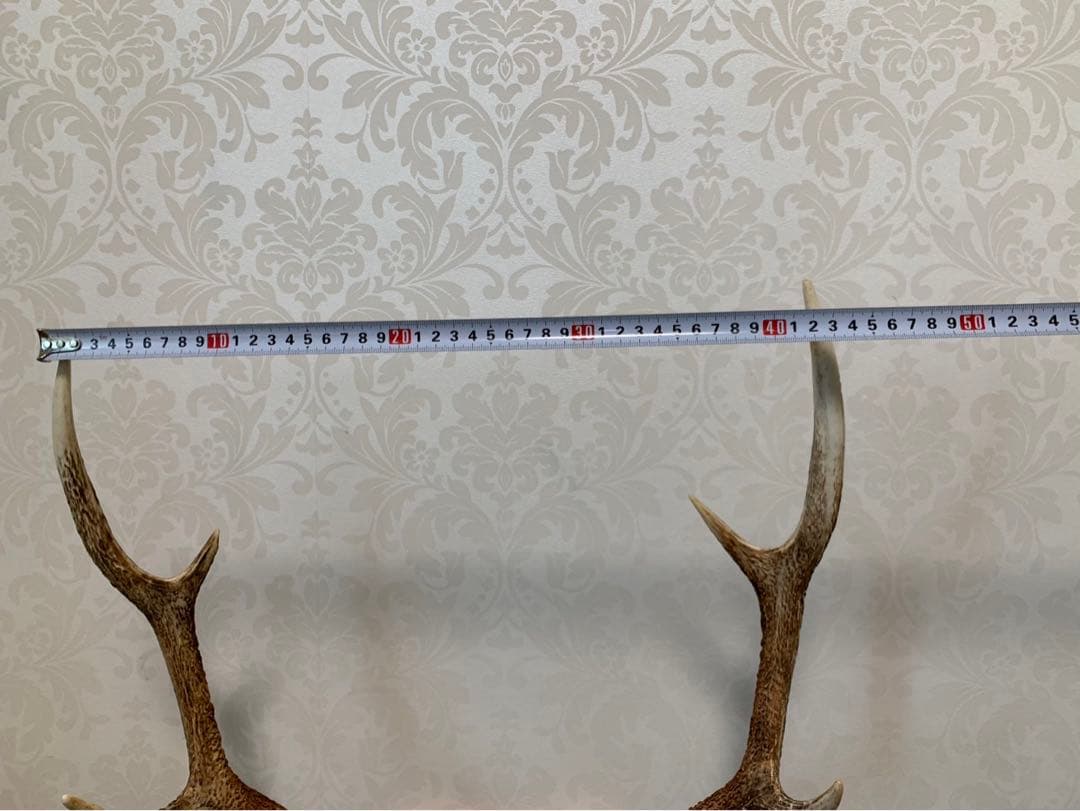 タイムセール！ハンティング・トロフィー　壁掛け　丹波篠山産