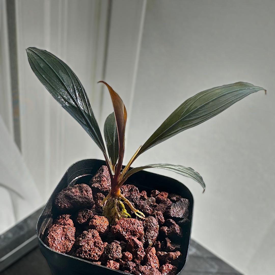 如*月様 ブセファランドラ Bucephalandra keris レアブセ