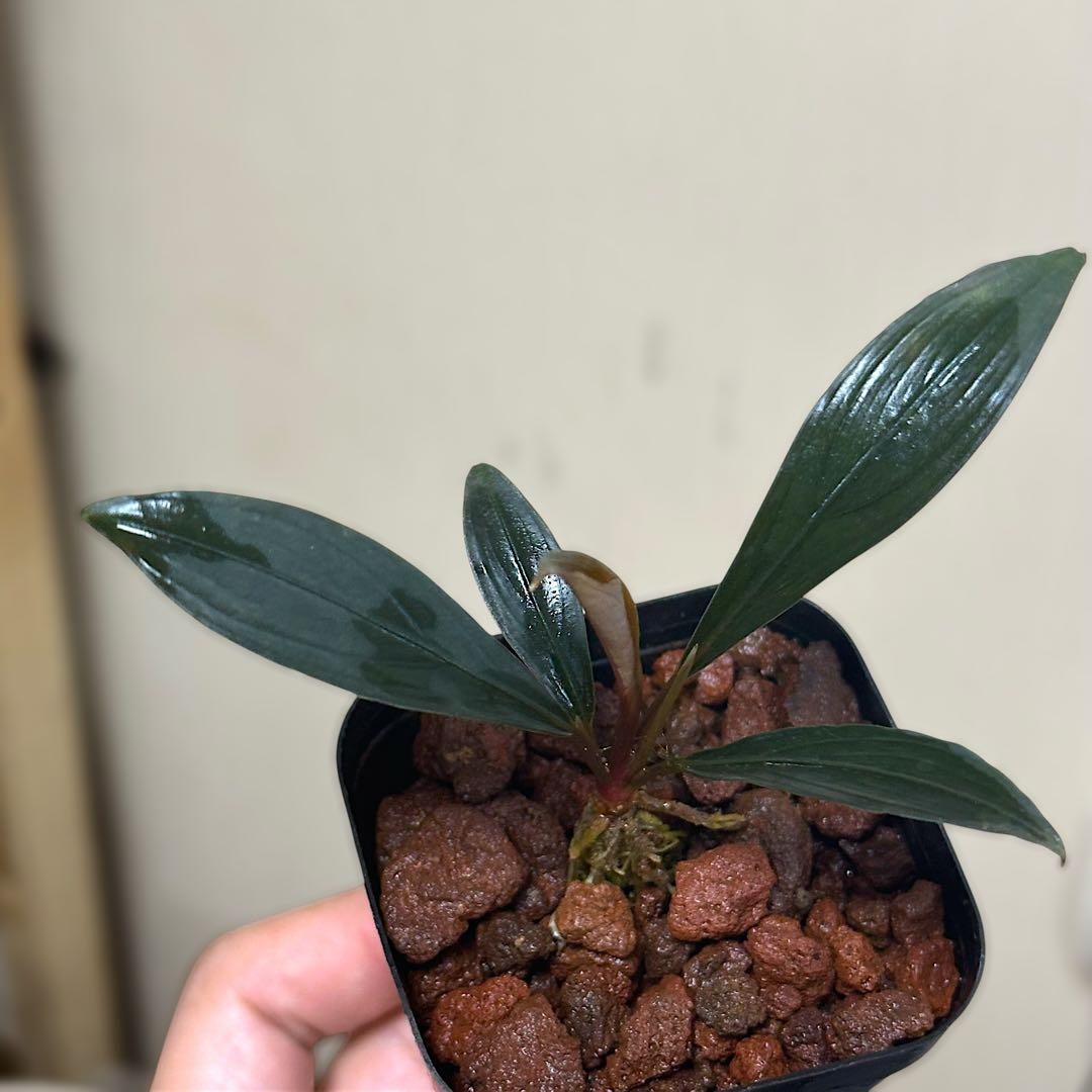 如*月様 ブセファランドラ Bucephalandra keris レアブセ