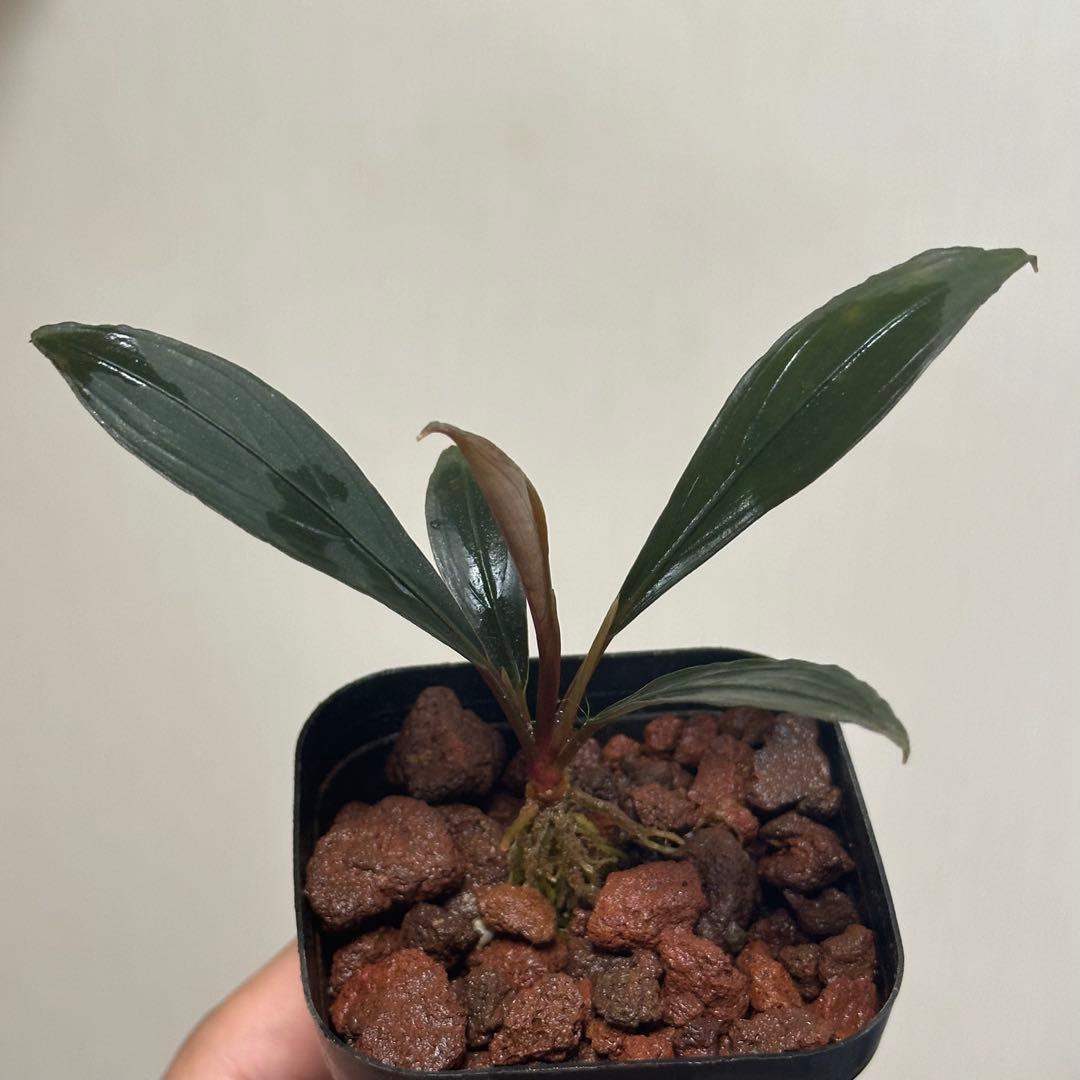 如*月様 ブセファランドラ Bucephalandra keris レアブセ