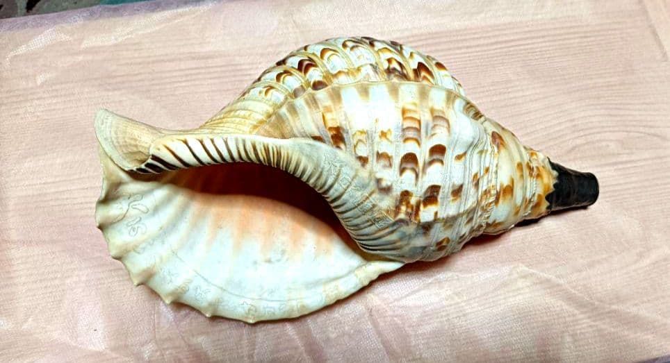 骨董ホラ貝、法螺貝　修行僧、山伏、魔除け　文字彫刻　美術品