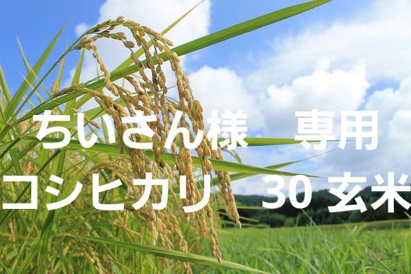 ちいさん　コシヒカリ30