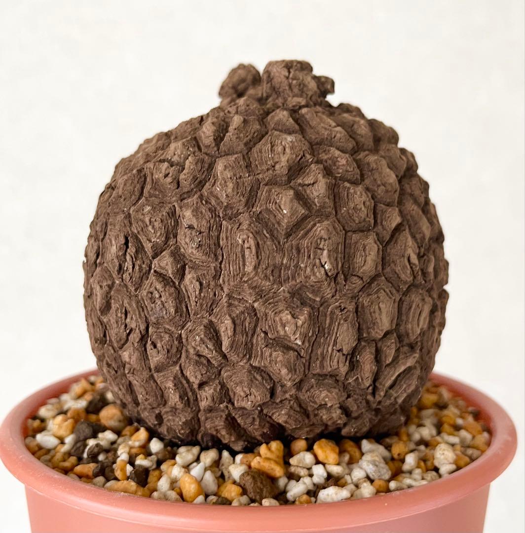 ピザ【極美/大株/塊根植物】ステファニア スベローサ 大株 鉢植え