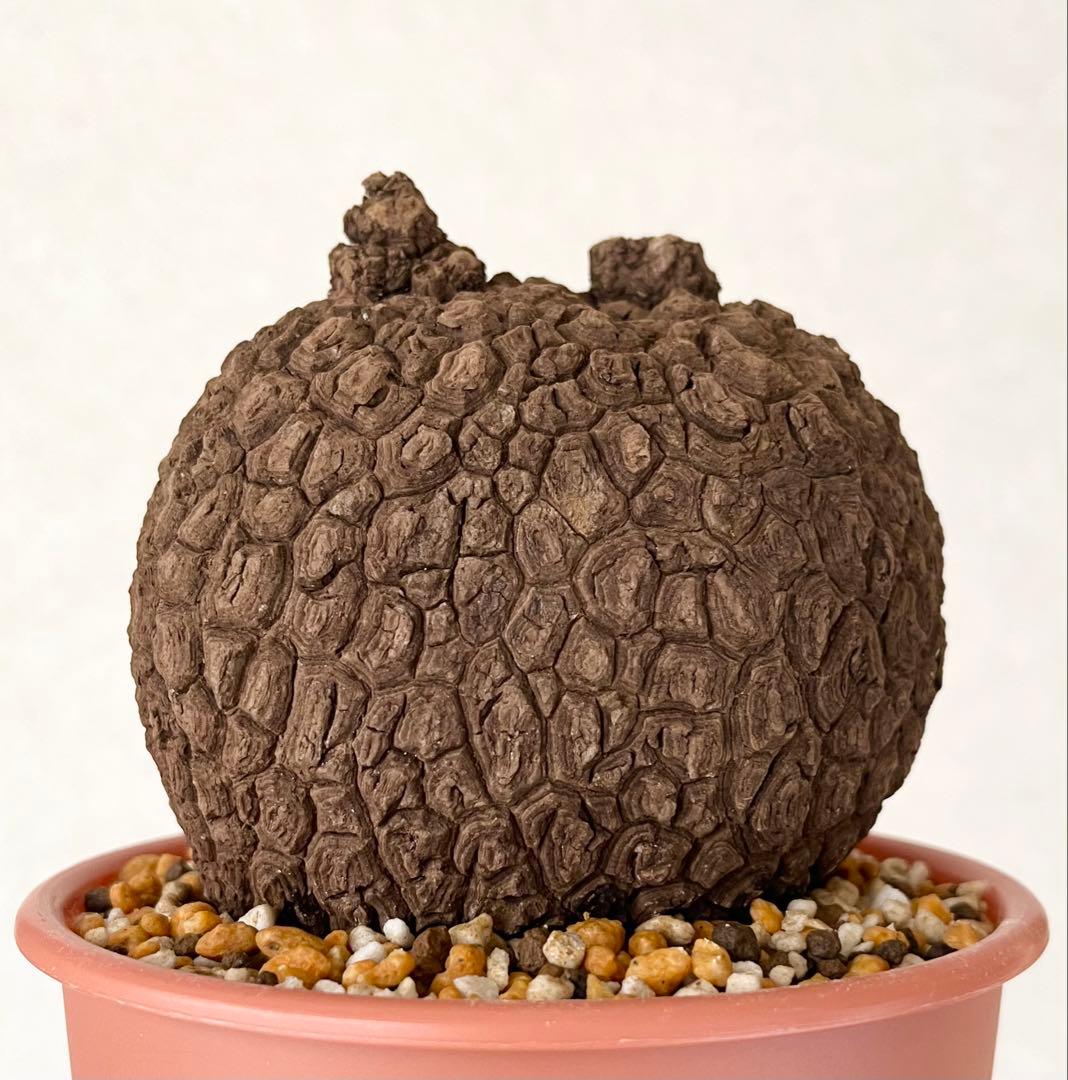 ピザ【極美/大株/塊根植物】ステファニア スベローサ 大株 鉢植え