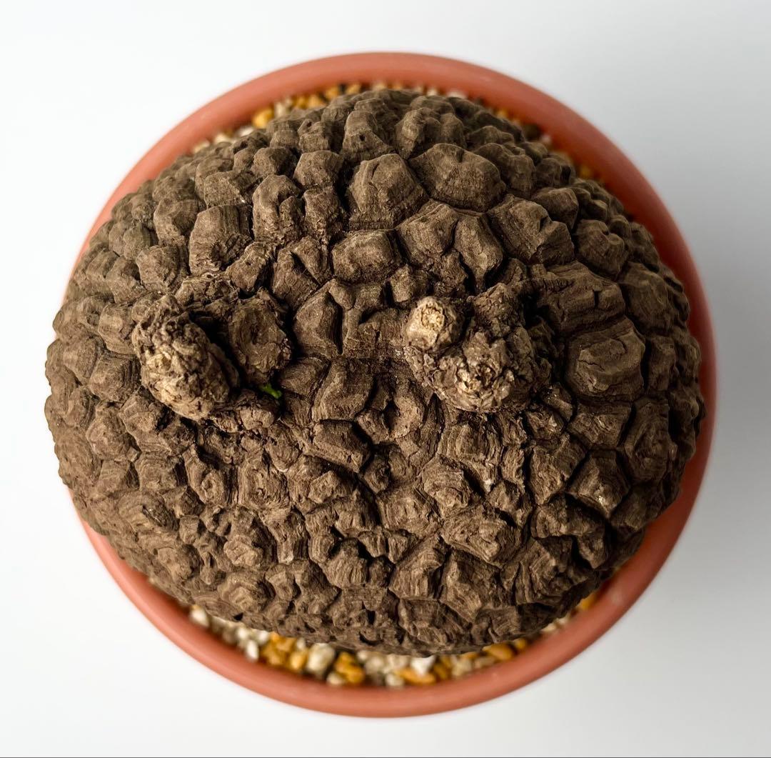 ピザ【極美/大株/塊根植物】ステファニア スベローサ 大株 鉢植え