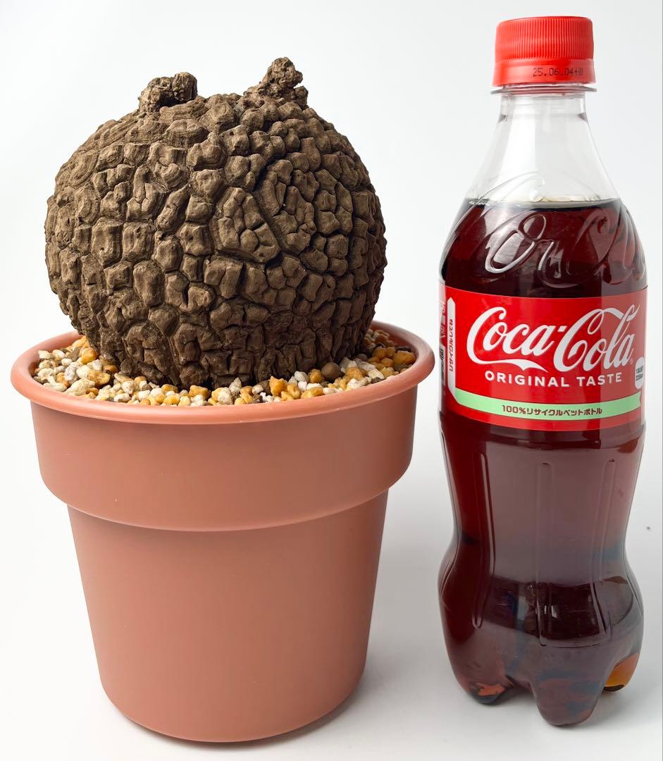 ピザ【極美/大株/塊根植物】ステファニア スベローサ 大株 鉢植え