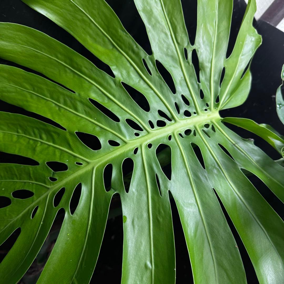 江*君様 モンステラデリシオーサマクロコズム超希少系統鉢植え
