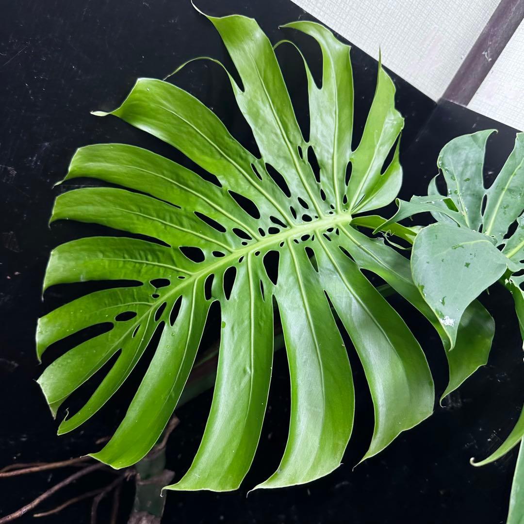 江*君様 モンステラデリシオーサマクロコズム超希少系統鉢植え