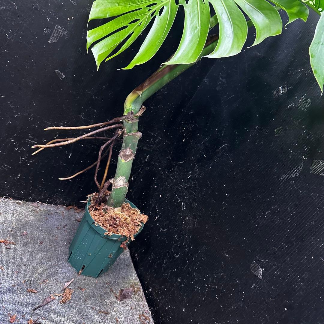 江*君様 モンステラデリシオーサマクロコズム超希少系統鉢植え