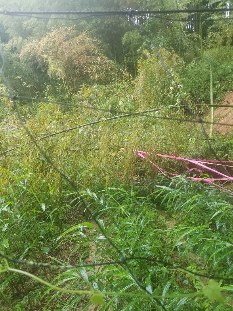 lemontree 古根生姜 5kg 農薬肥料不使用