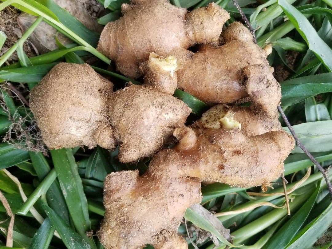 lemontree 古根生姜 5kg 農薬肥料不使用